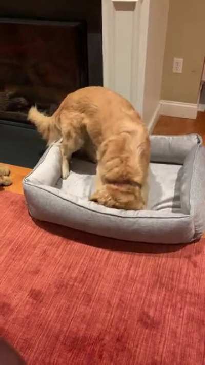Hunter the Search Dog found a job of a doggie bed inspector.