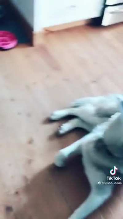 Just saw this on TikTok 🤣🤣