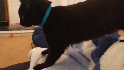 Frito likes to flex then knead!