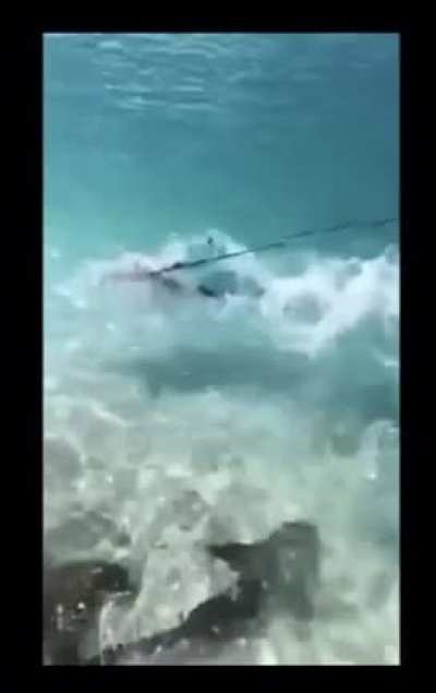 Kid in a shark pond