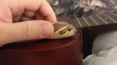 she will accept these pets