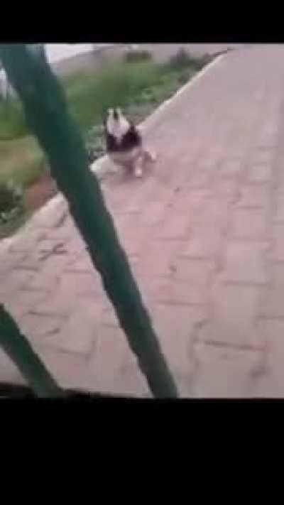 Doguinho latindo ao contr&aacute;rio