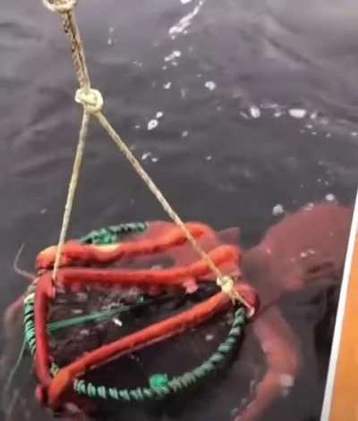 Kraken