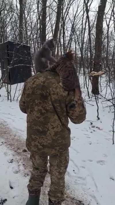 Cat fight 🇺🇦