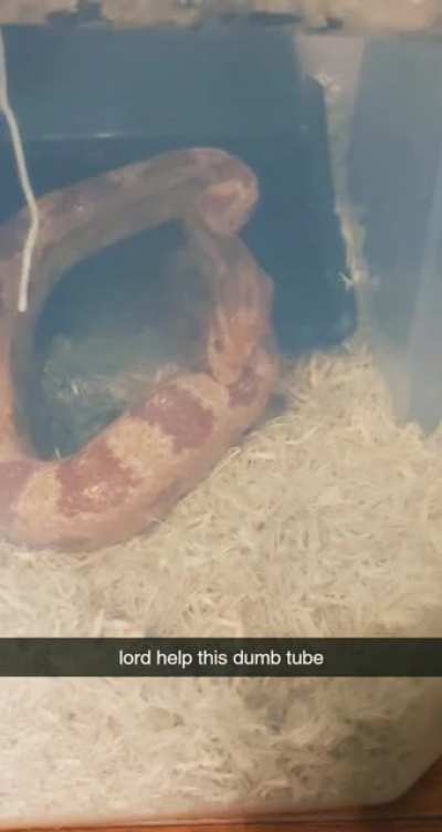 Snake.exe has encountered a problem