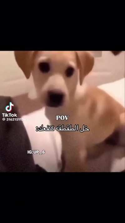 Good boy