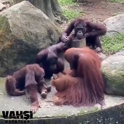 Orangutans watching one of them using tools