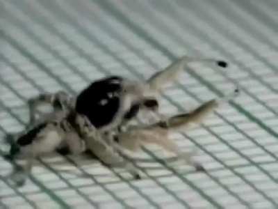 Yo