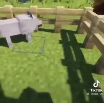 What the dog doin