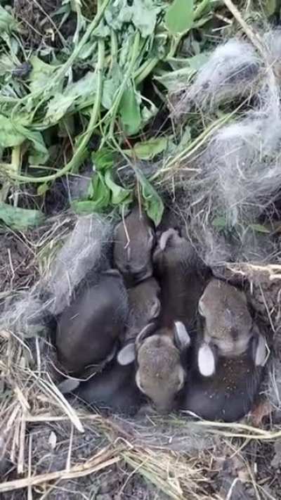 Зайки
