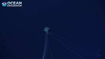 🔥 A deep-sea cephalopod, known as a bigfin squid captured in the Gulf of Mexico