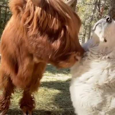 The best of friends