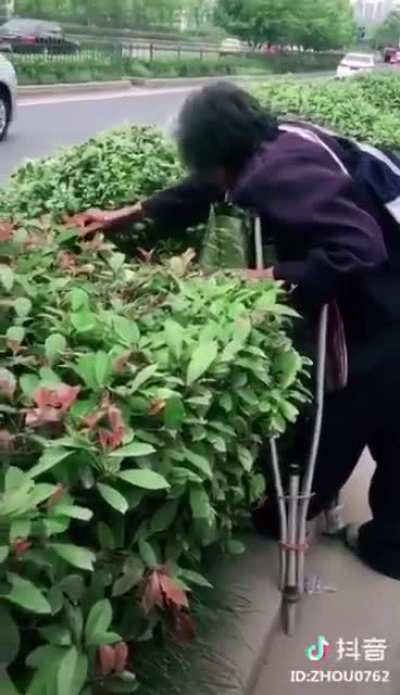 蜘蛛一老就究极净化为草食节肢动物了😅