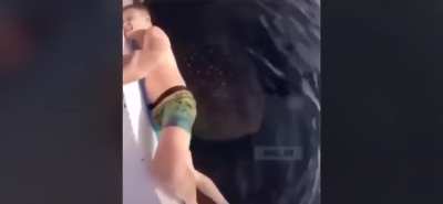 Massive whale shark emerging from the depths