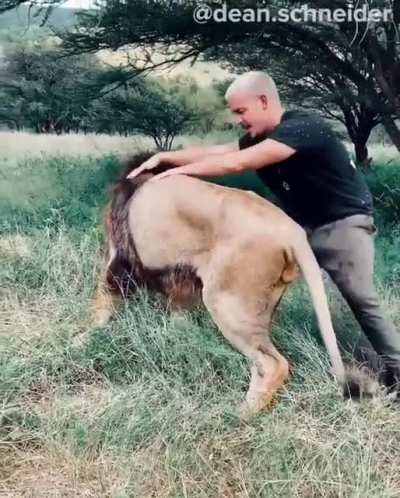 Man sees lions again after 2/3 weeks