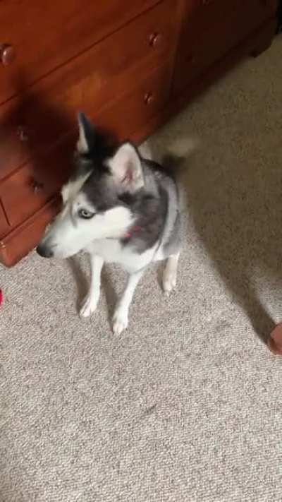 Everest is not happy she can&rsquo;t go play with the man putting tile down in the bathroom
