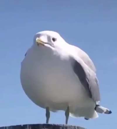 He screech.