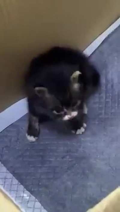 Smol, but Chonk