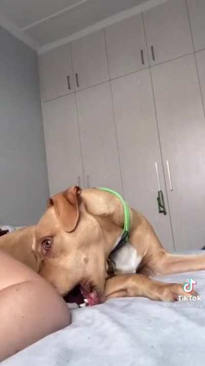 Telling your dog you don&rsquo;t want to play