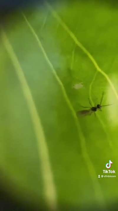 Bad day? Well at least a wasp didn&rsquo;t fly down and inject an egg into you.