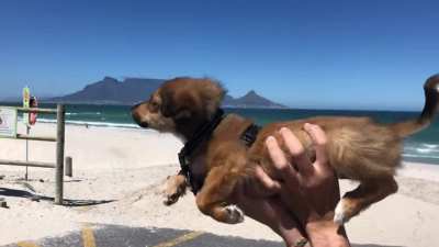 Puppos first experience with strong wind, thinks it&rsquo;s a liquid
