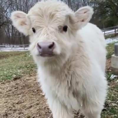 So fluffy ❤️