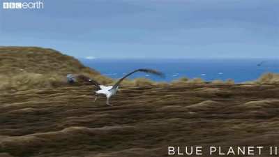Albatross are so large that in order to take off from land, they need to find long stretches of flat terrain and run into the wind to gain lift for their large wings. Nature&rsquo;s airplanes&hellip;