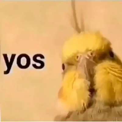 hey birb