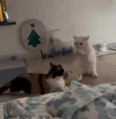 Gatito macumbeiro 