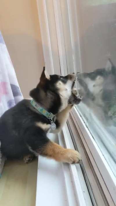 "My favorite flavour is window"