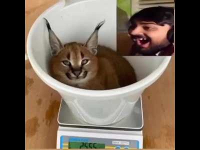 ye