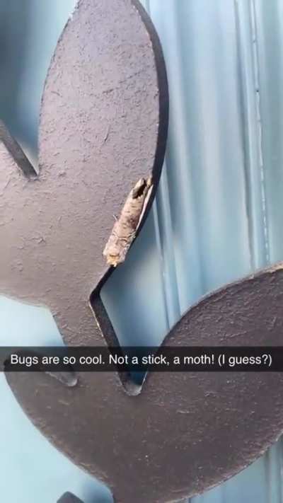Buff Tip Moth