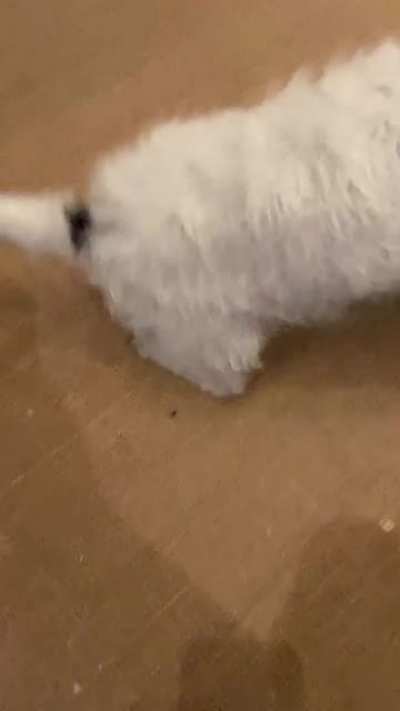 Our 15 year old dog still get zoomies! Especially after she&rsquo;s had a bath.