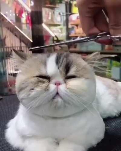 Cat Offline Mode