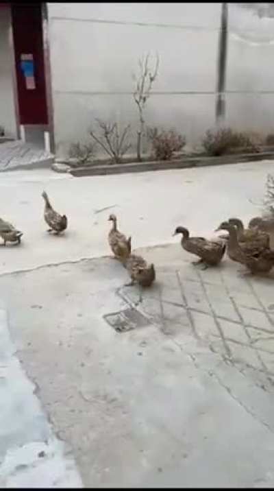 They will soon take over the world