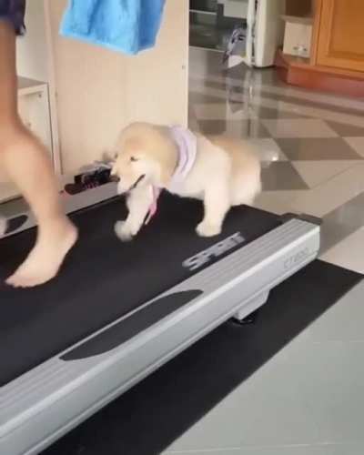 Training to be a good boi is hard work!