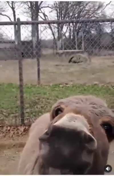 Donkey wants to impress 2 girls visiting a zoo