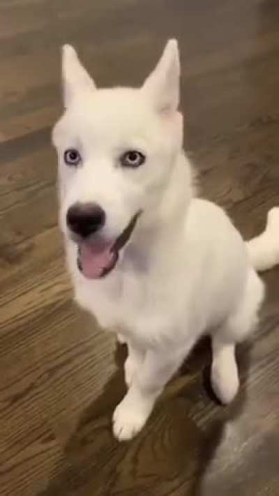 Ceeday&rsquo;s puppy back in January 2020 😢 Believe his name is Clyde