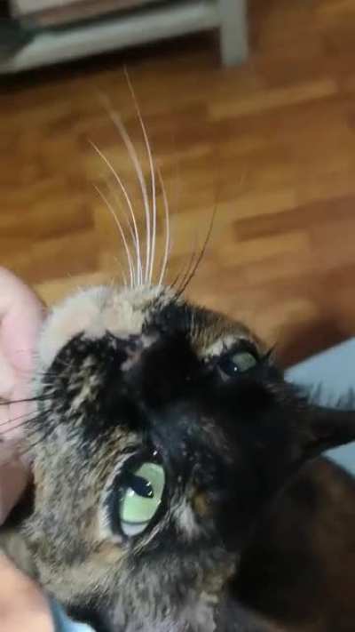 She loves the chin scritches