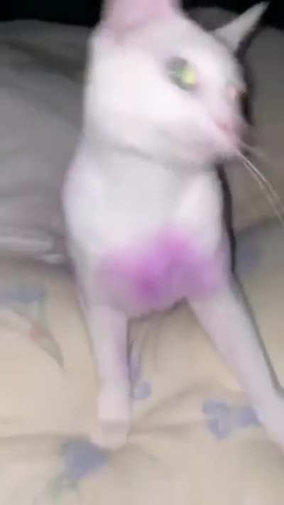 what song is this? plz lol