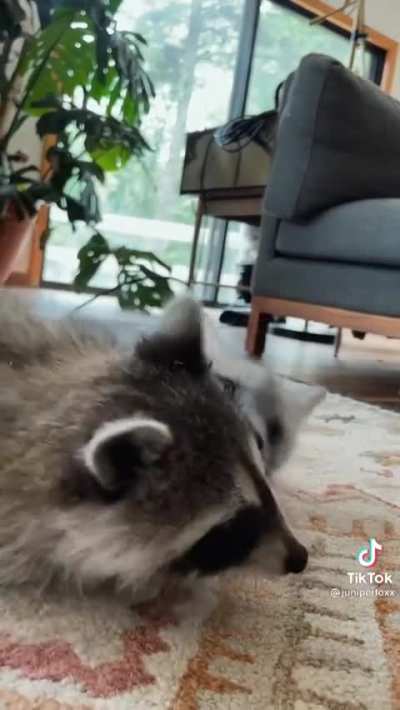 Baby racoon &amp;amp; baby fox
