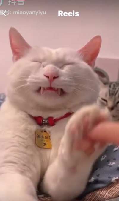 Cat handshake