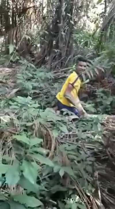 Blue macaw with yellow chest. Leaving the nest and learning to fly for the first time.