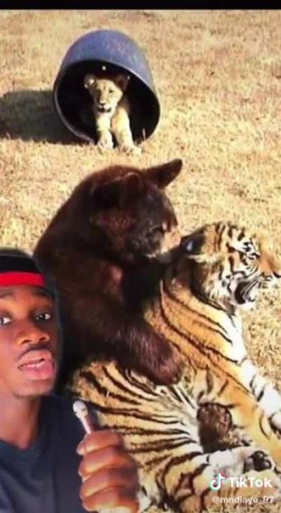 Three unlikely friends became family