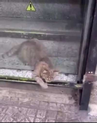 Cat crawls through impossibly small whole without issue