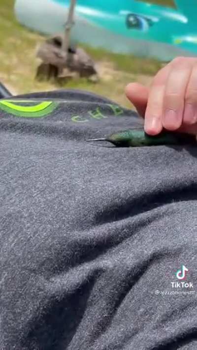 A hummingbird decides to rest for a bit in the company of people