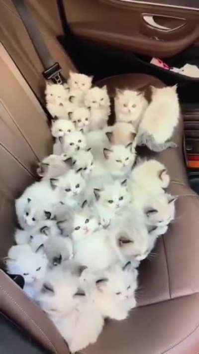 I want them all!