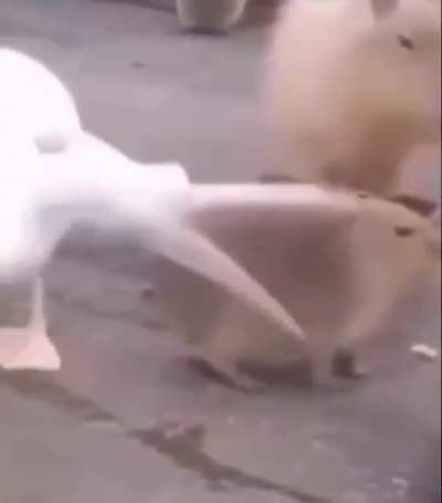 Could someone help me find the name of the piano piece in this meme? (Sorry if this is dumb I just really enjoy the small snippet of the piece that I heard)