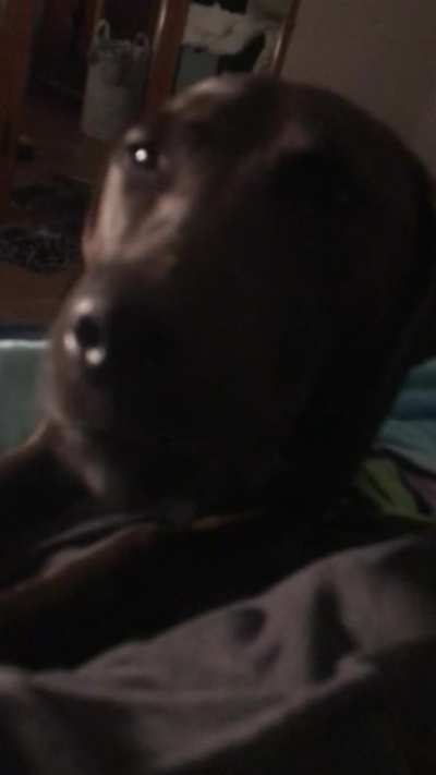 Please please please can I get on the bed? Please.