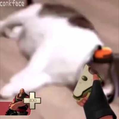Scout Gato